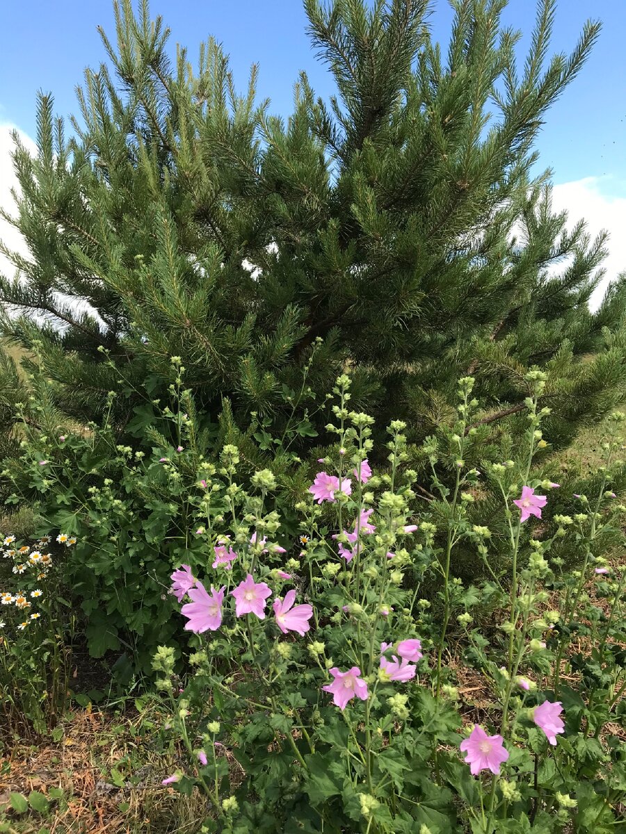 Вот такие сосенки растут в поле по соседству