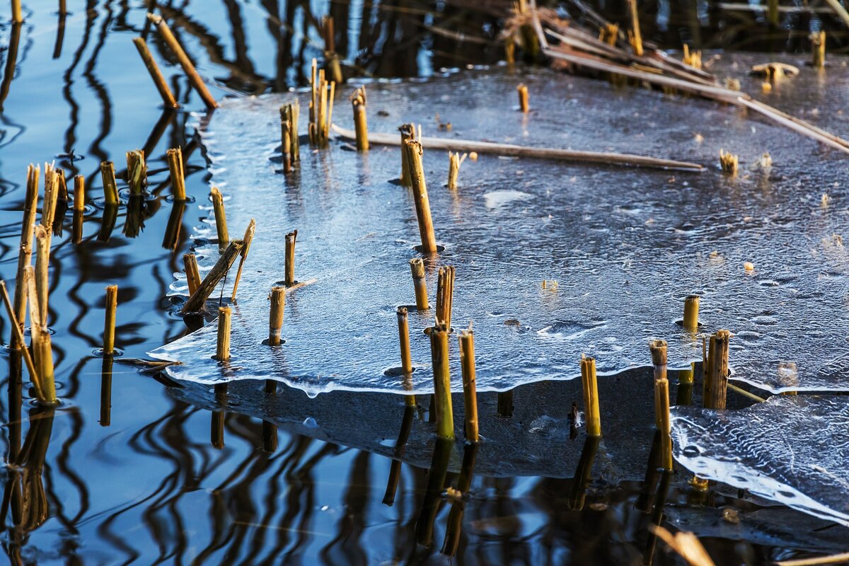 Изображение Robert Balog с сайта Pixabay