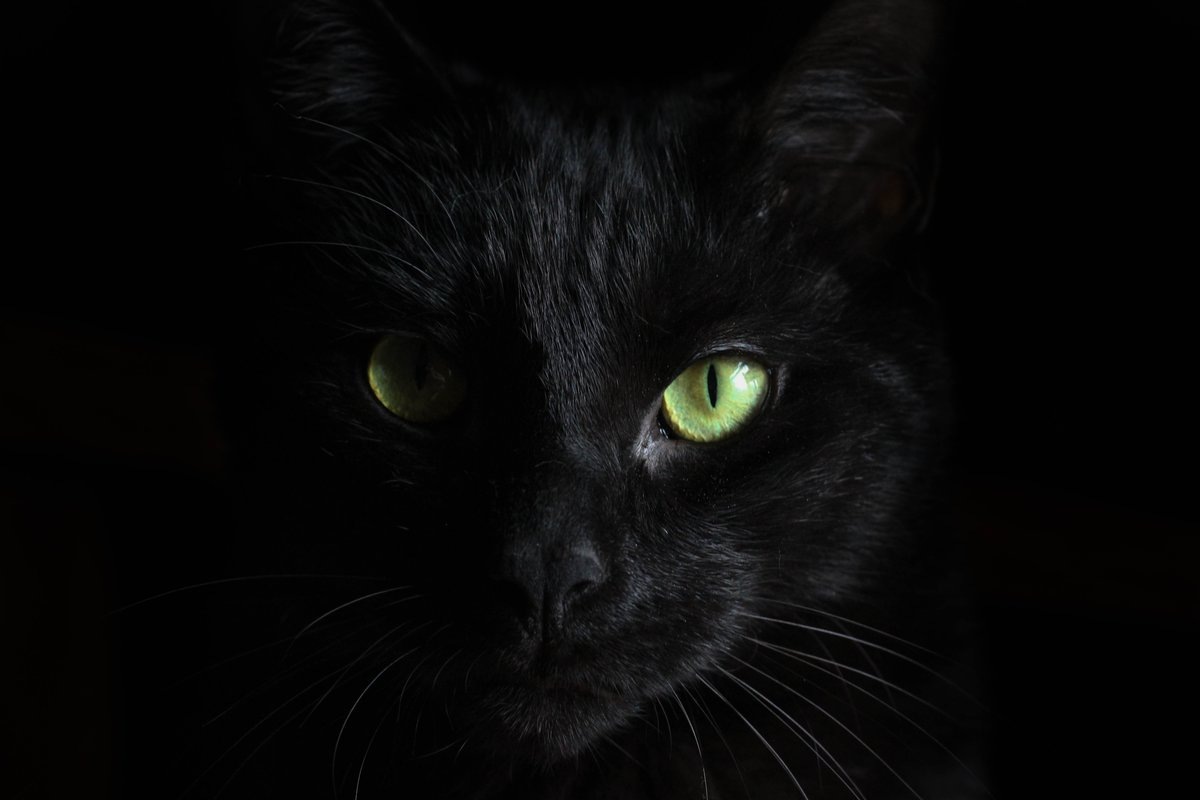  Приметы связанные с черными кошками в основном говорят о чем то плохом.А так ли это? Отрицательное отношение к черным кошкам появилось в средние века.