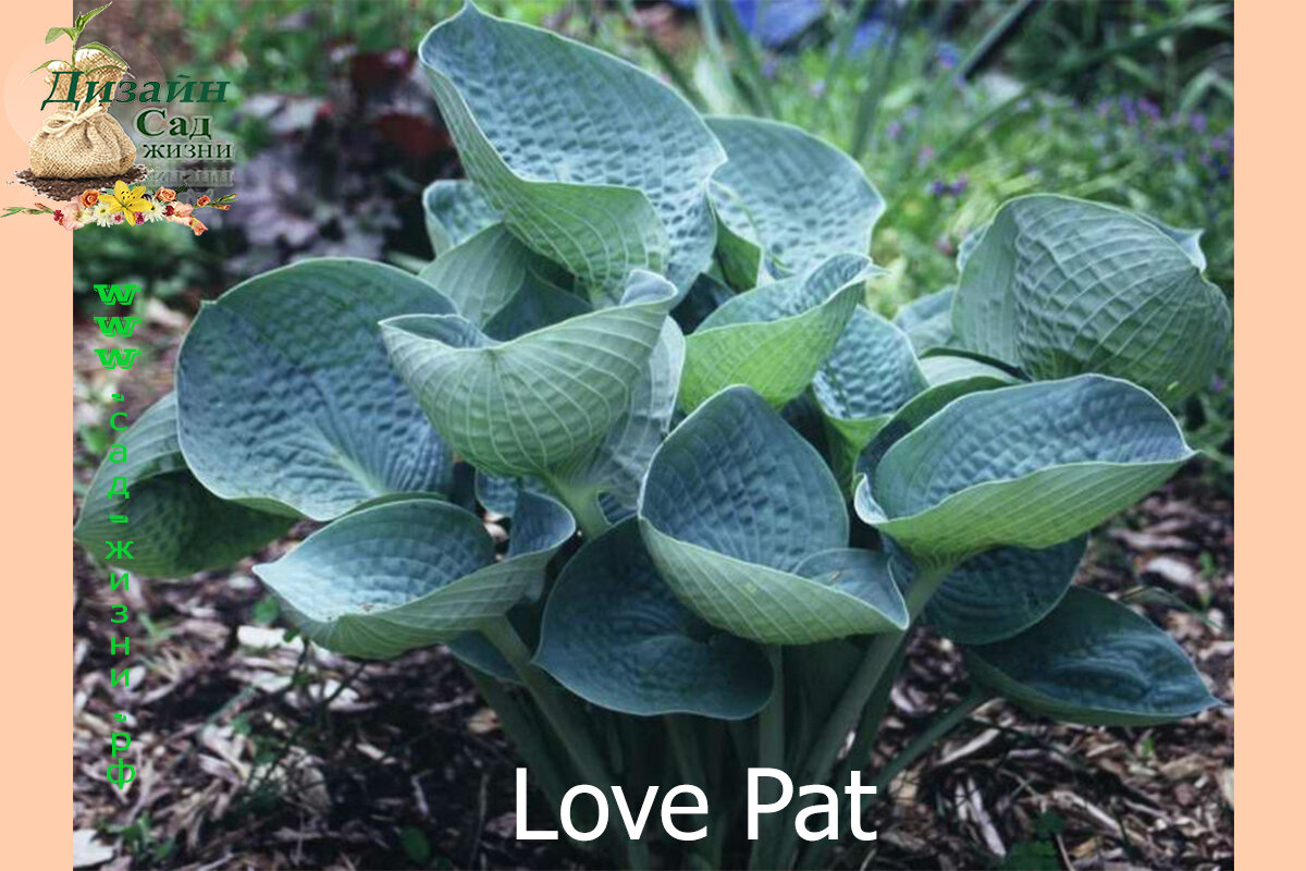 Love pat. Хоста лав ПЭТ. Хоста гибридная лав ПЭТ. Hosta Love Pat (Хоста лав ПЭТ). Хоста гибридная "Love Pat".