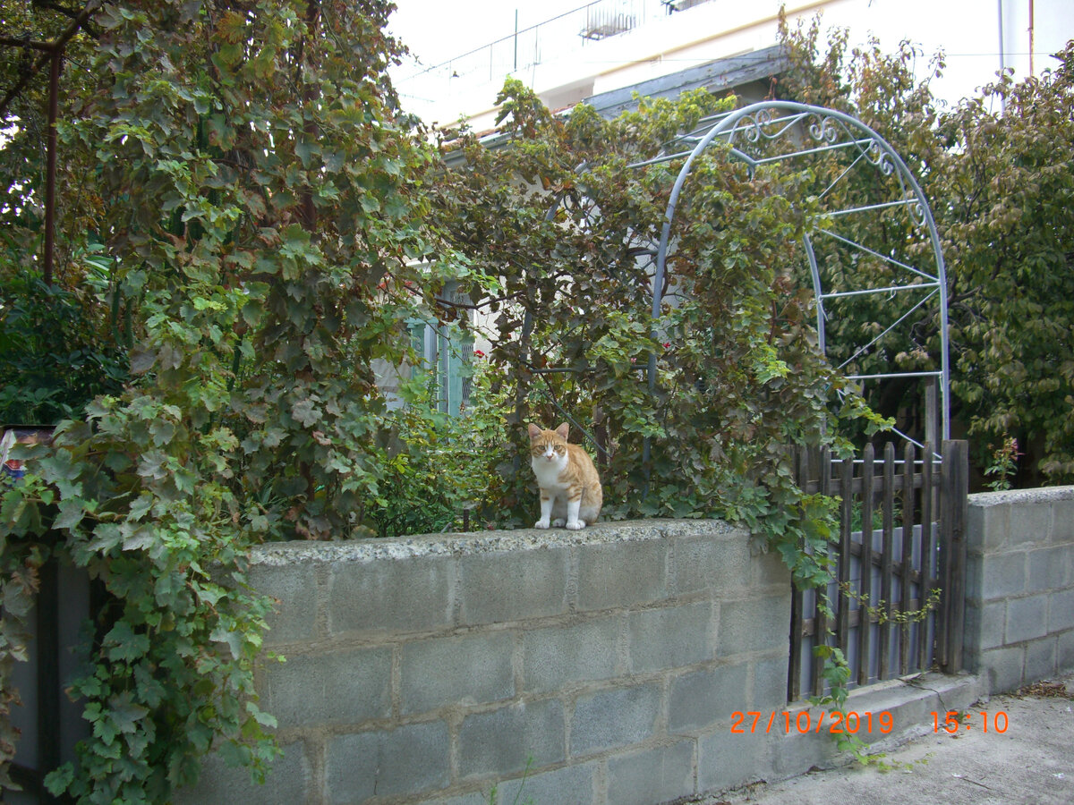 Лимассольский котик. Подписывайтесь на канал, поставьте, пожалуйста, лайк. Спасибо.