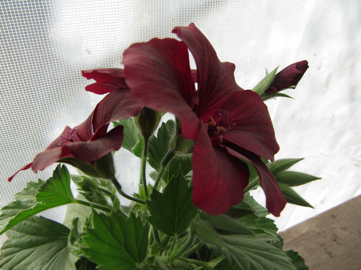 Королевская пеларгония.(листайте)черно-белые