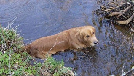 Бобёр Скуби до укуса