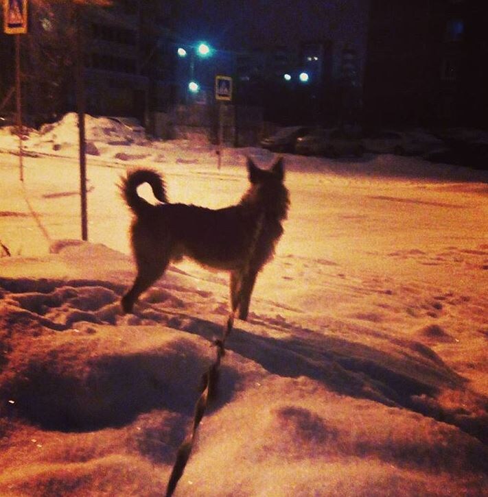 Листайте, там дивная мордочка. Фото автора.