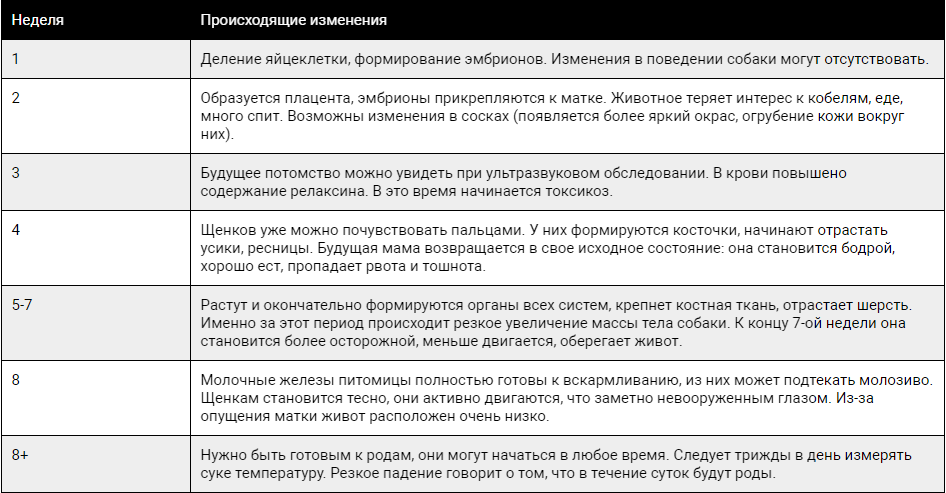 Беременности у собак: признаки, этапы протекания, уход