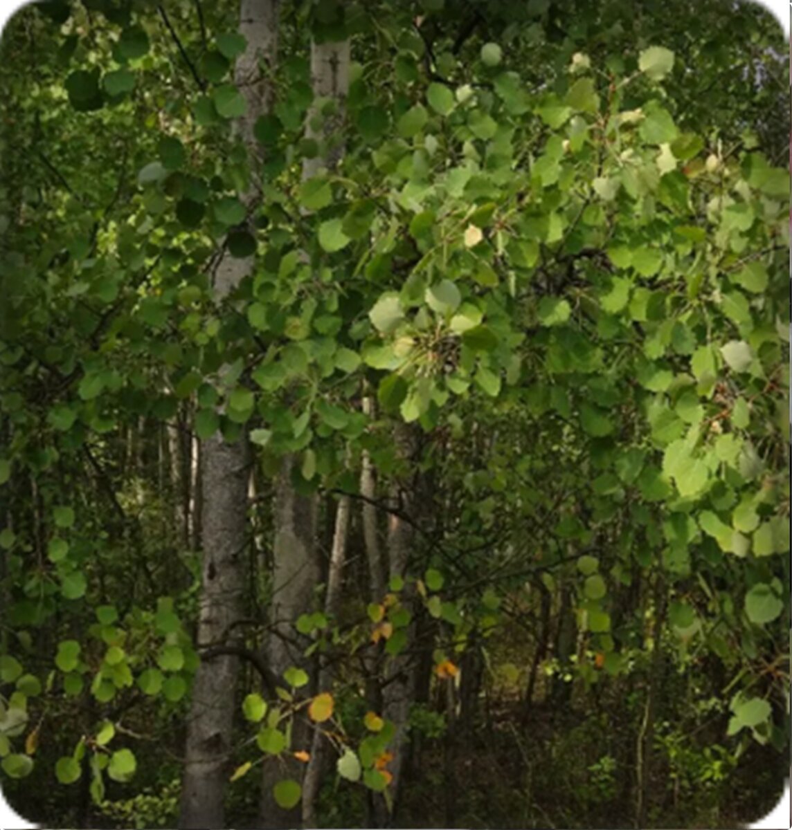 Осинки в лесу