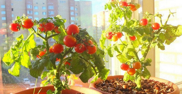 Определение места для выращивания томатов