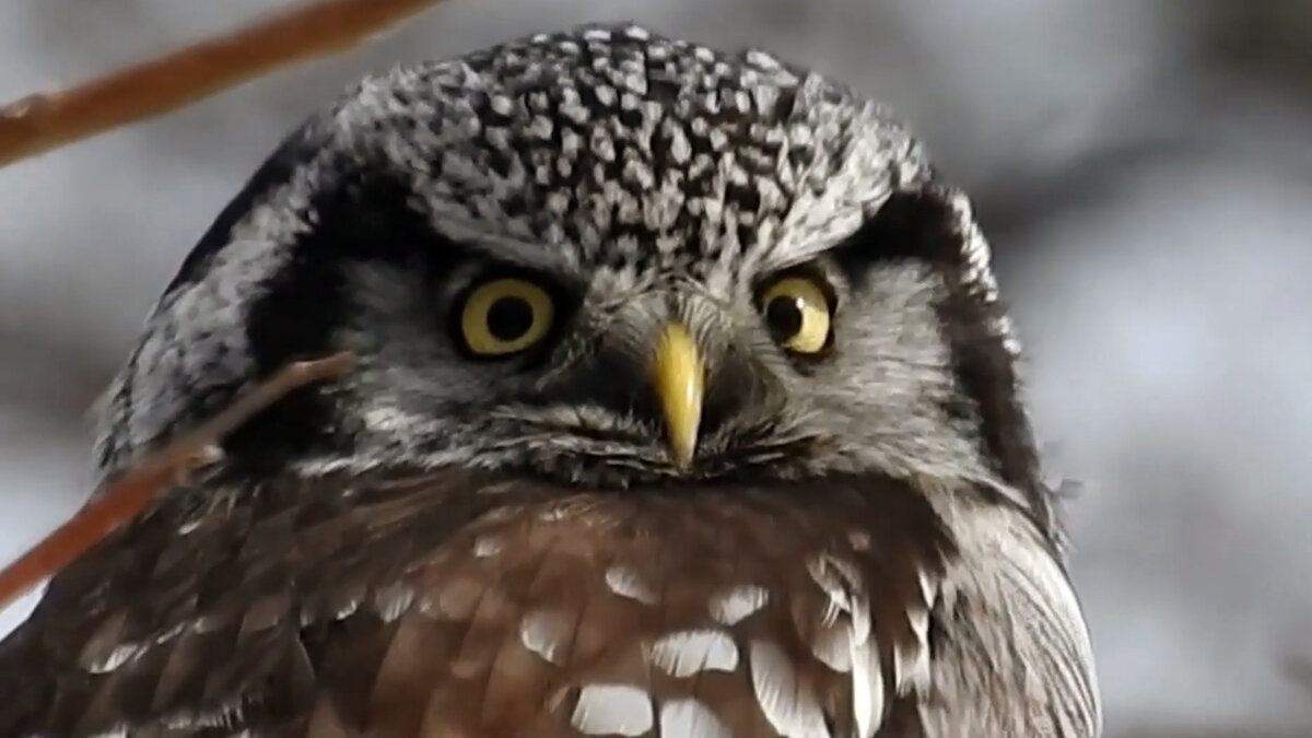 Ястребиная сова