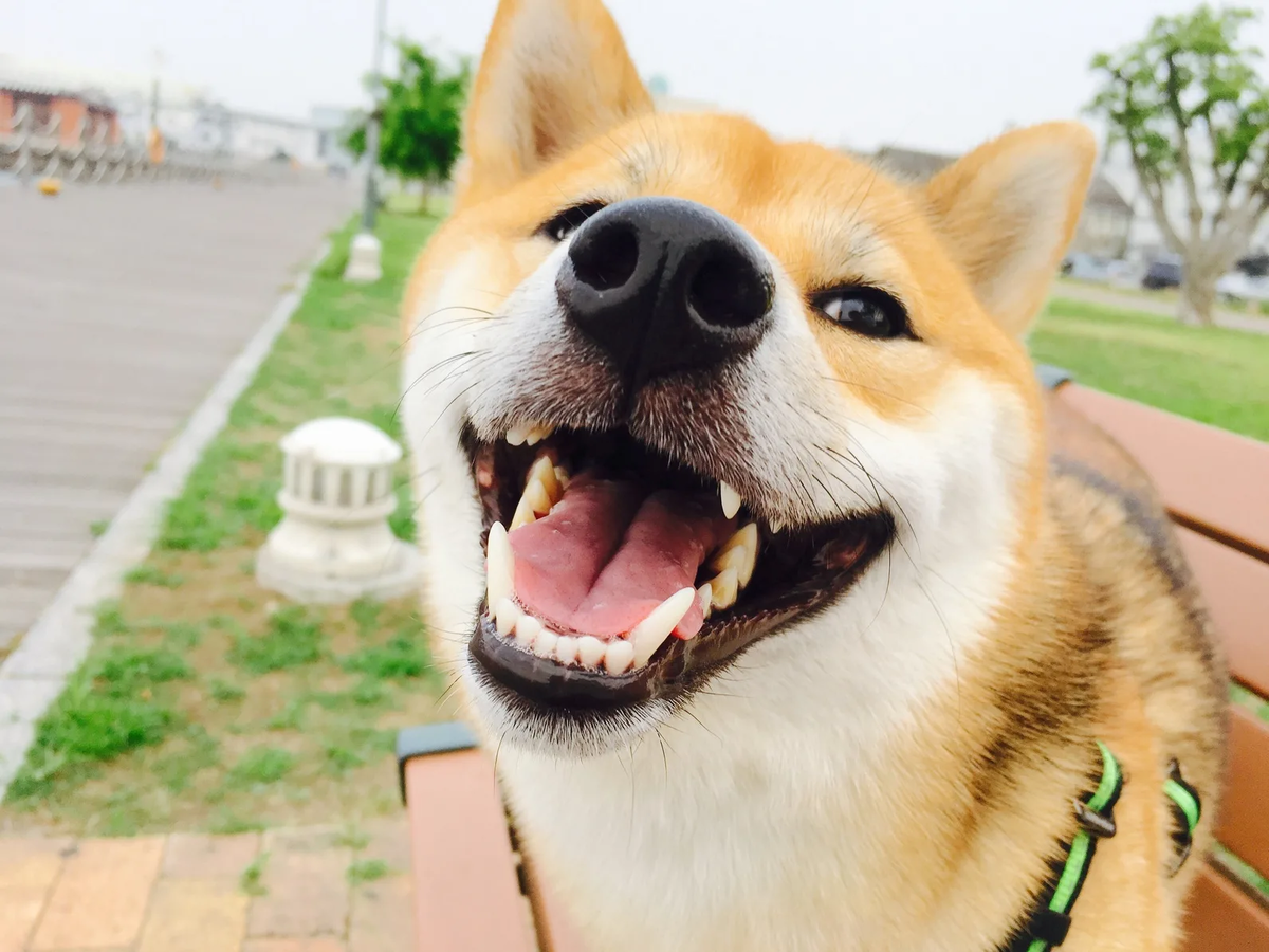 Dog's smile. Собака улыбается с зубами Мем. Собака улыбается профиль. Жёлтая собака улыбается.