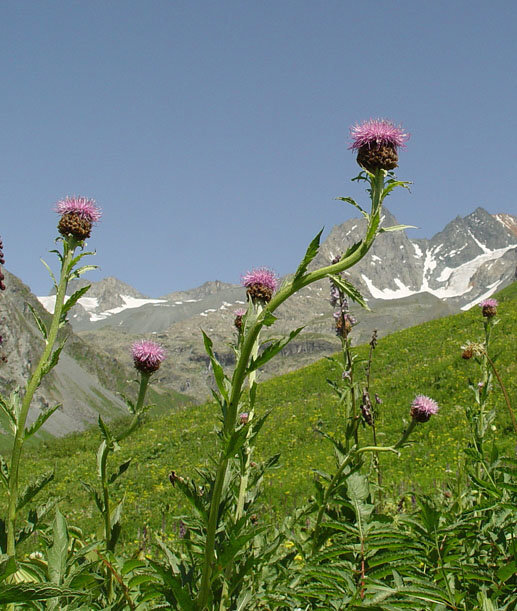 Маралий корень в диком виде