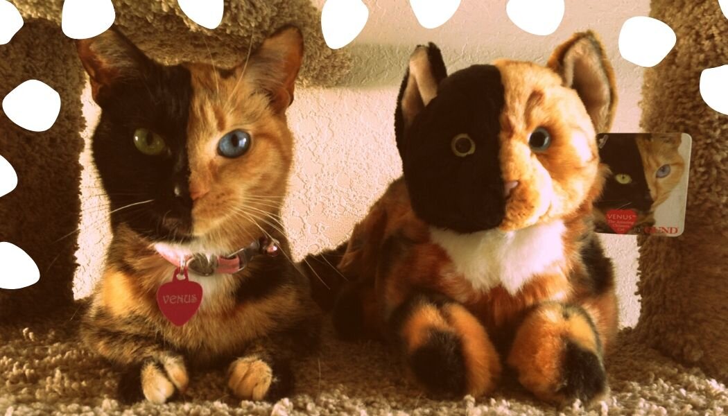 Процент от продаж игрушек позволила владельцам кошки сильно обогатиться