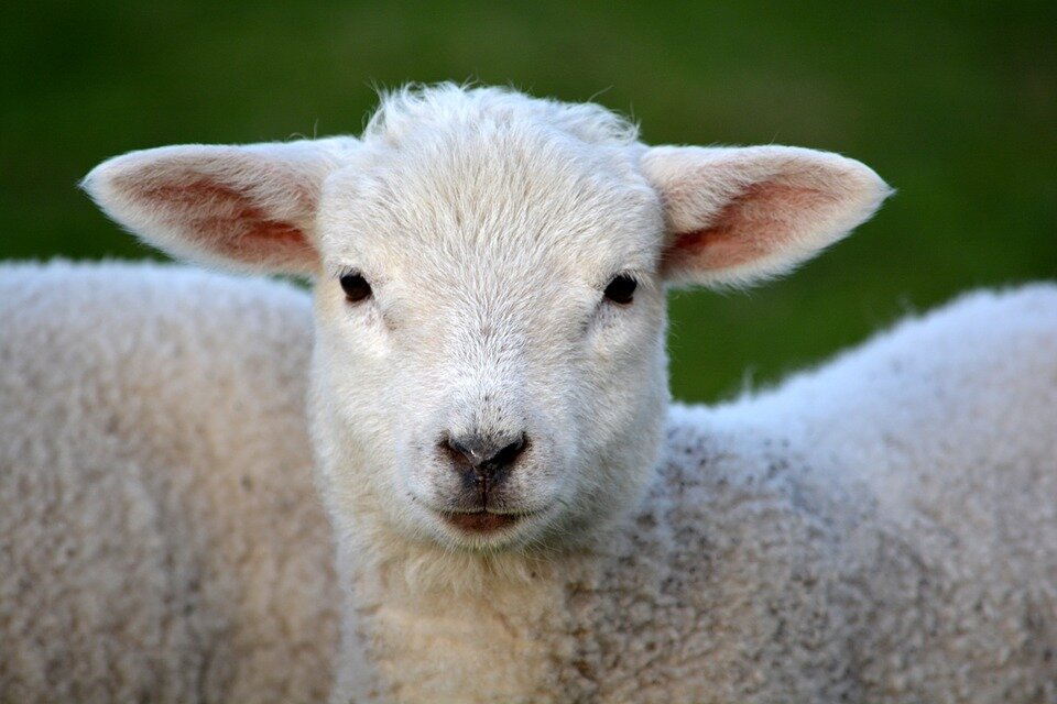 https://cdn.pixabay.com/photo/2014/03/22/10/17/lamb-292512_960_720.jpg