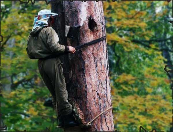 Современное бортничество.                                                        Фото из открытых источников
