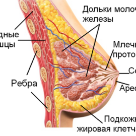 Задать вопрос врачу маммологу