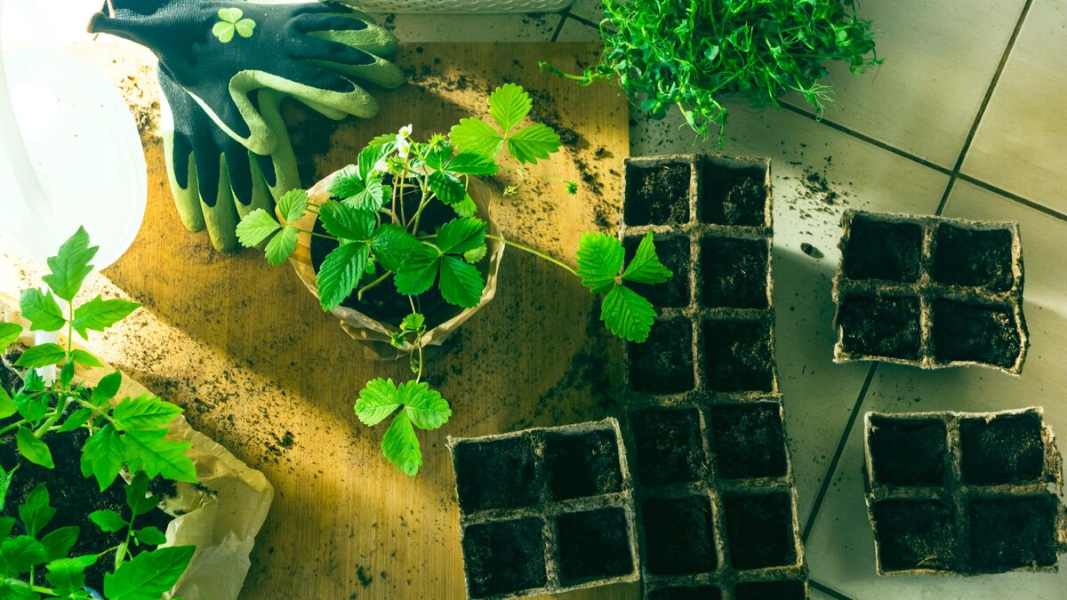 Озеленение квартиры или дома - советы команды Greensmart