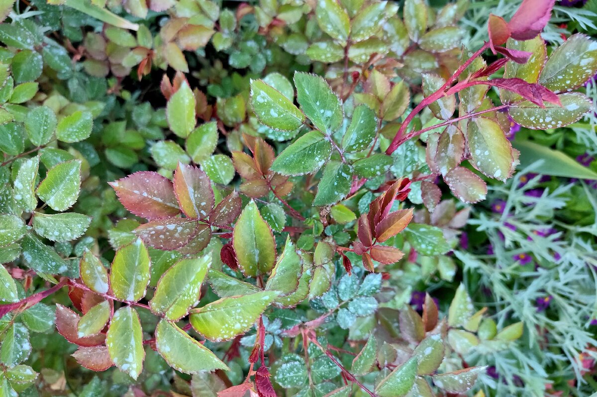 Роза вся в голубых пятнах, серебристая, как полынь в ногах