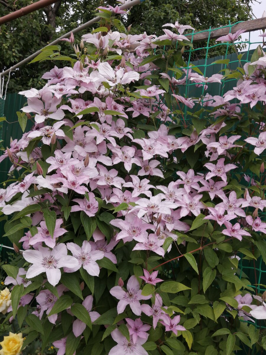 Клематис hagley hybrid фото и описание сорта