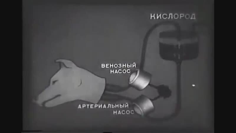 В 1926 году в сотрудничестве с С.И. Чечулиным создал аппарат для искусственного кровообращения («аутожектор»), который состоял из двух механически управляемых насосов с системой клапанов. Оксигенатором служили удалённые лёгкие донорского животного. Эксперимент был проведён 1 ноября 1926 года: собака с остановленным сердцем оставалась живой в течение двух часов благодаря искусственному кровообращению.