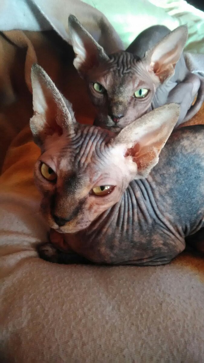 Клео и Григорий