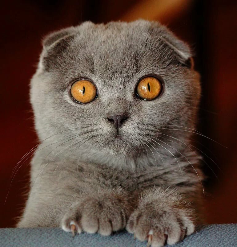 Шотландская вислоухая кошка распознается по своим необычным ушам, которые складываются вперед и вниз.