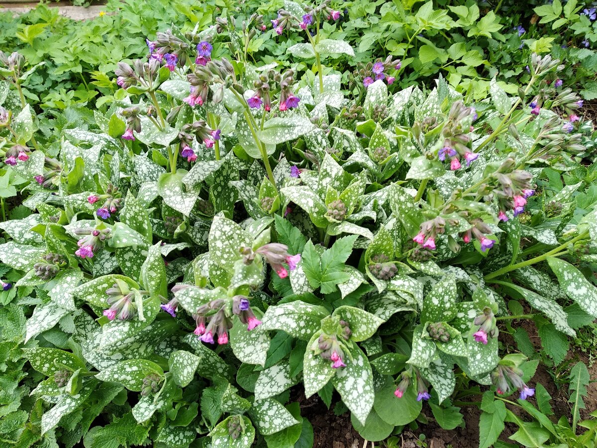 Медуница гибридная Margery Fish