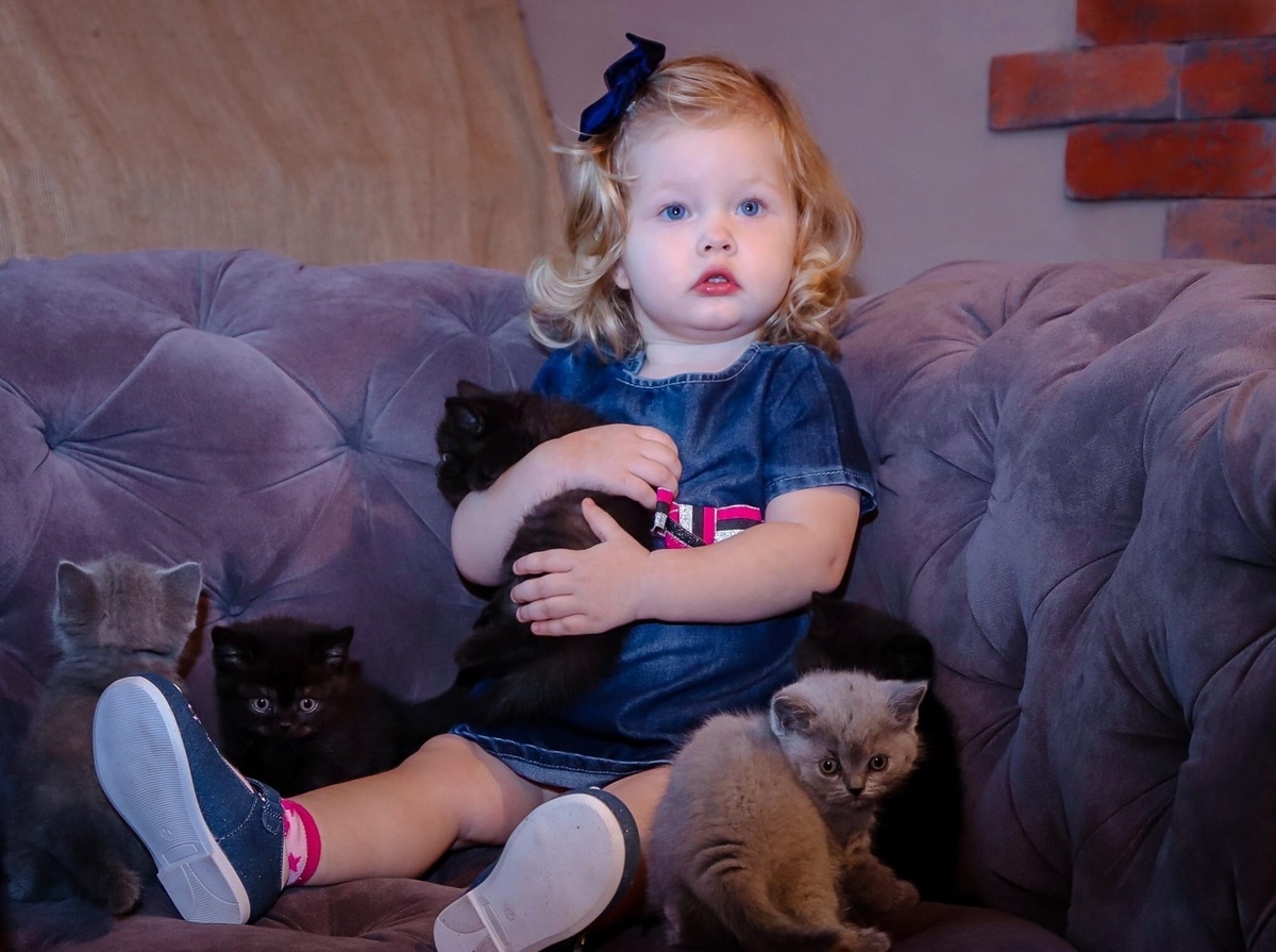 британские котята из питомника House Arletta British