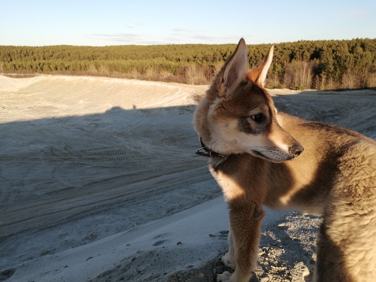 Лайка в России – популярная охотничья порода. У нее прекрасные внешние данные, она неприхотлива в условиях содержания и отлично адаптируется к природным условиям. Щенки этой породы можно найти в каждом городе. «Комсомолка» подробней расскажет об этой породе и уходе за ее представителями