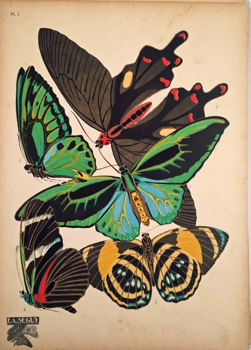 Эмиль-Алан Сеги "Бабочки", 1928. The Biodiversity Heritage Library, официальный сайт - www.bibliotheques-specialisees.paris.fr 