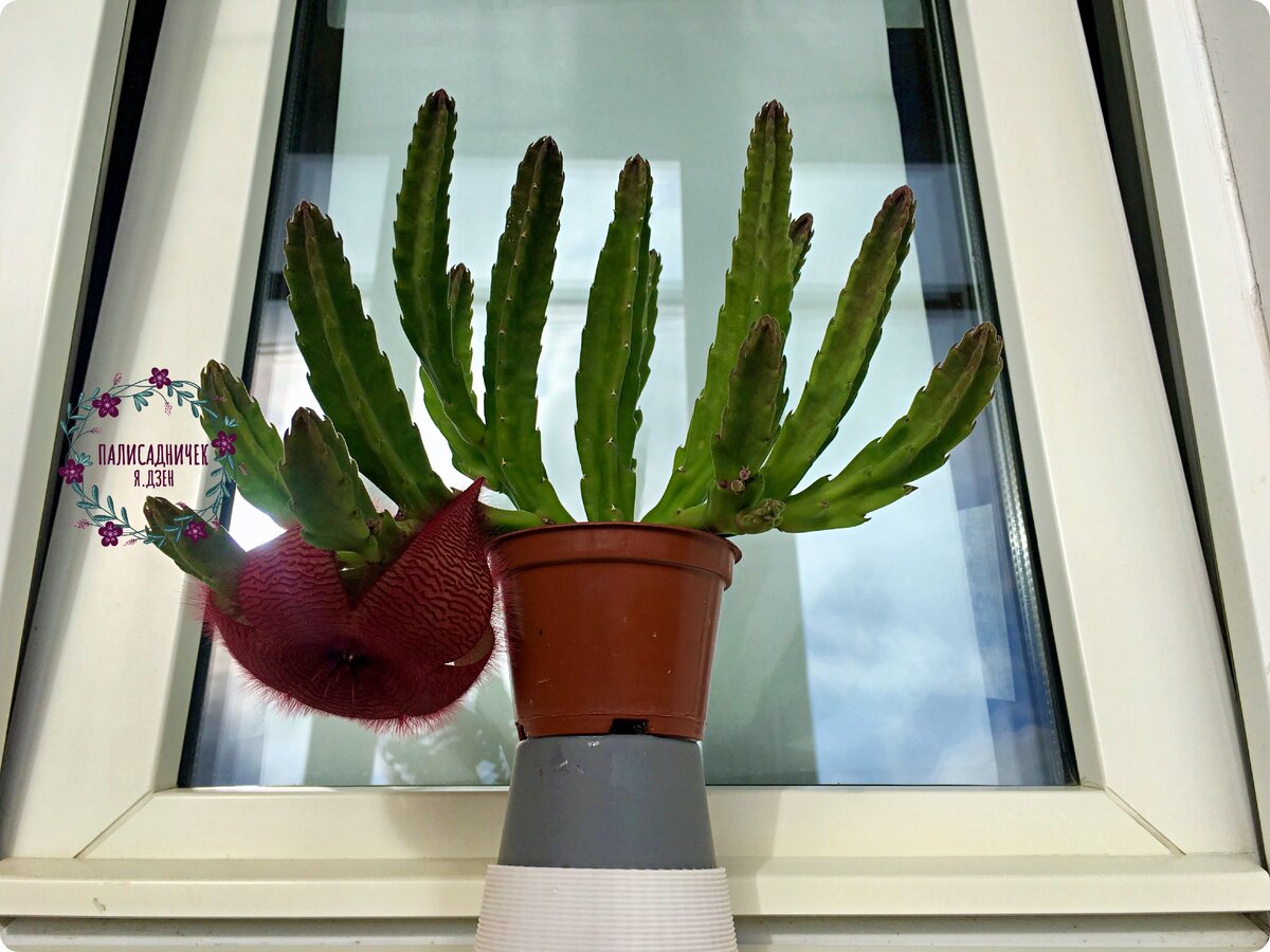 Стаканчиком-термосом пришлось пожертвовать временно. Благо, лето, и он не очень сейчас актуален. 