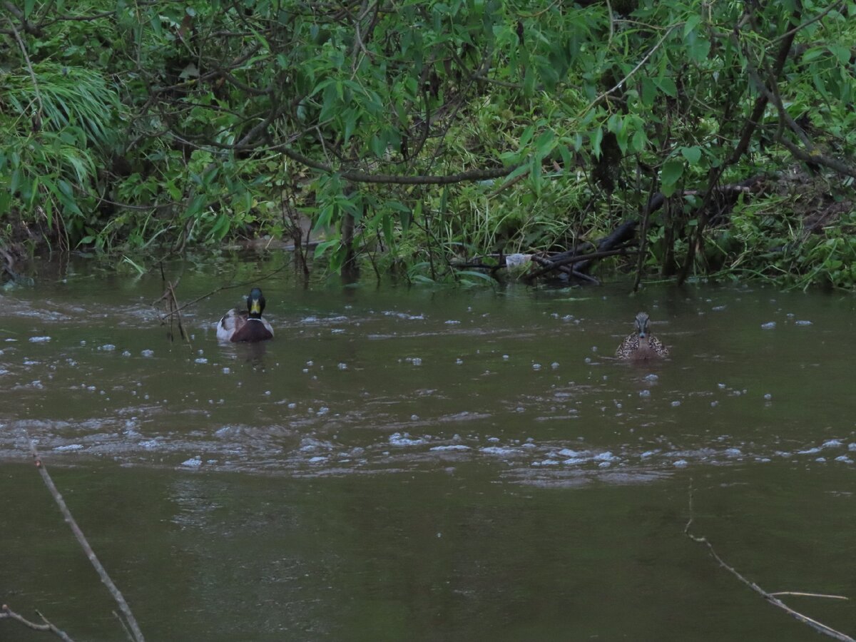 Селезень и утка