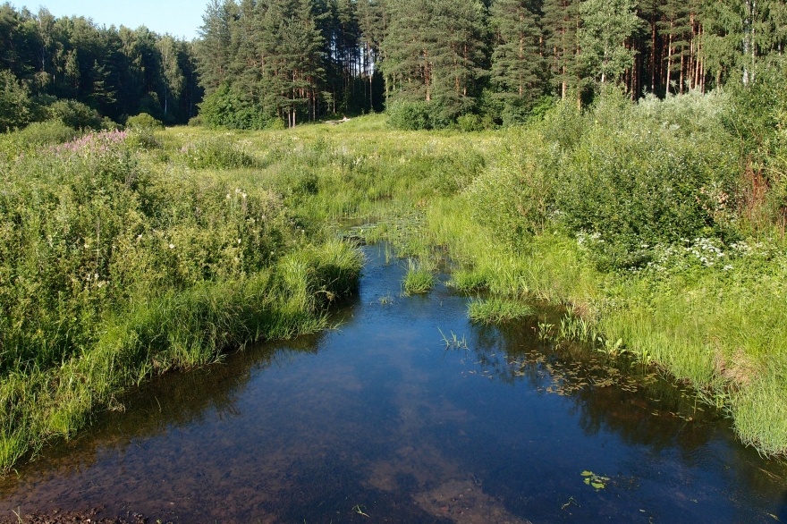 Ржевский лесопарк | Фото: vk.com/club9751345