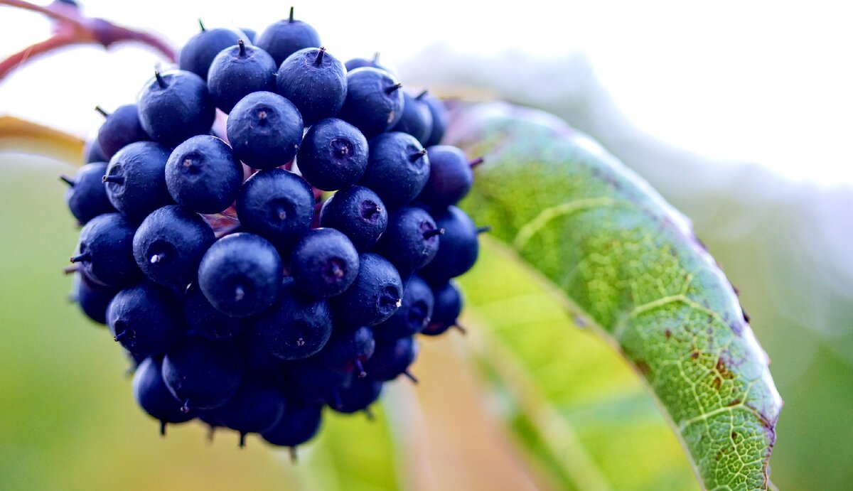 Элеутерококк - сибирский брат женьшеня.