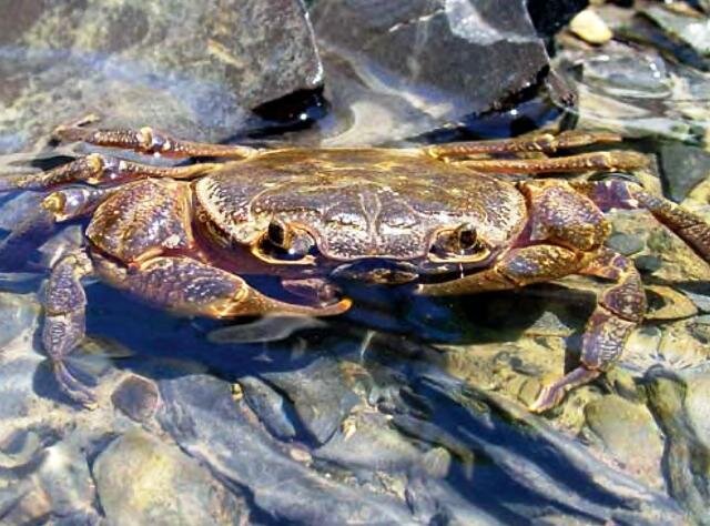 Пресноводный краб