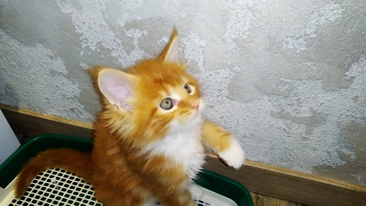 Мейн кун Стëпа 1.5 месяца. 