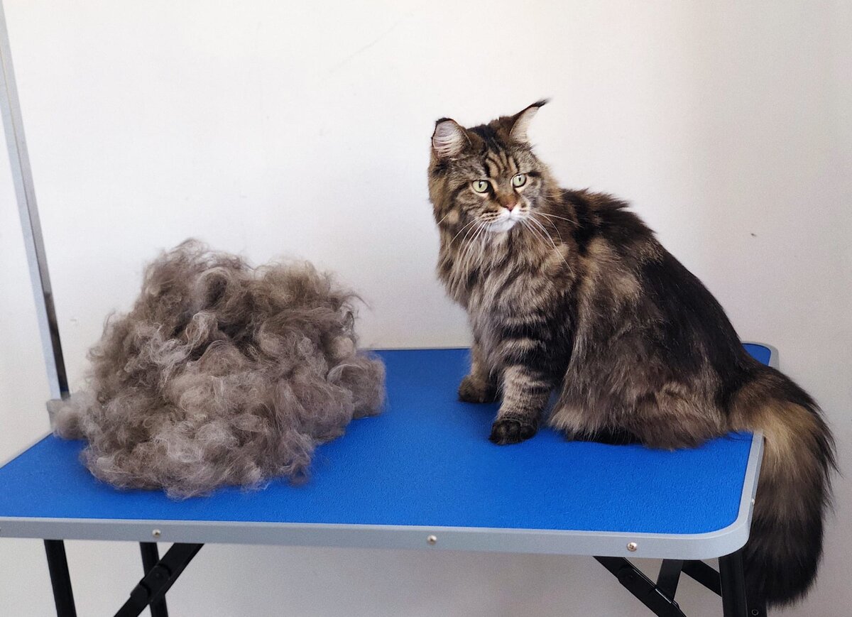 В Архангельске экспресс-линьку можно сделать в груминг салоне PetSpa: vk.com/petspa