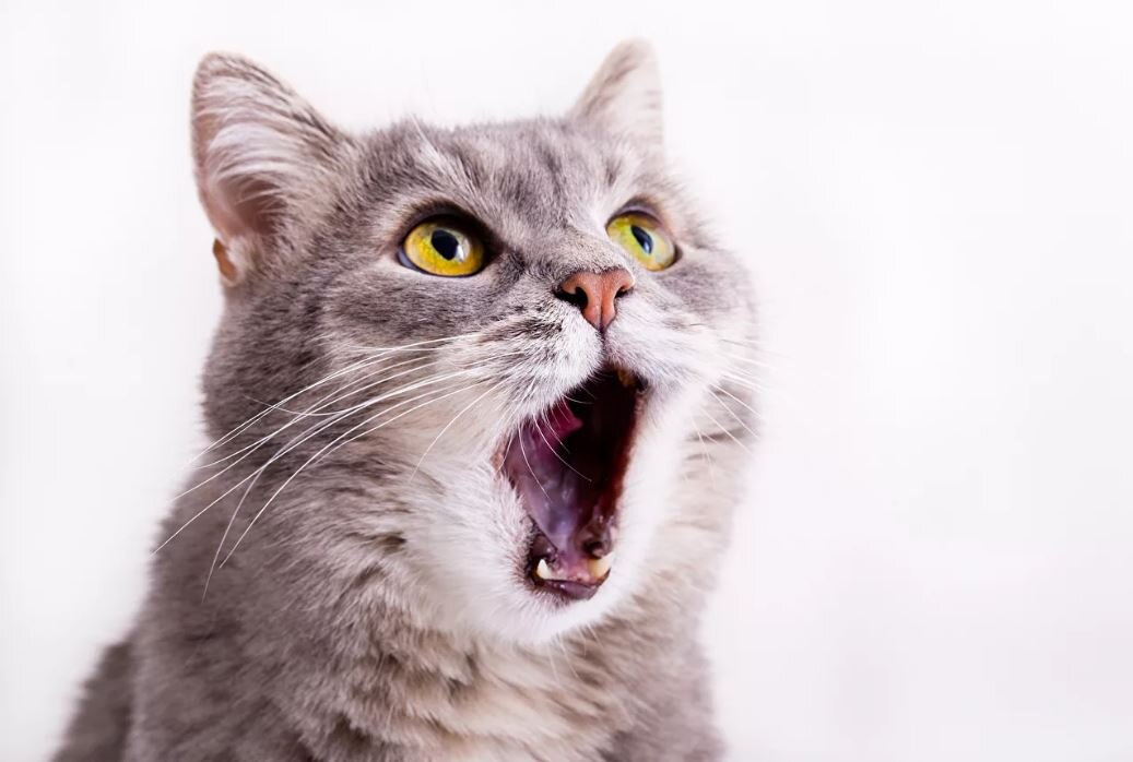 Почему кошки мяукают?