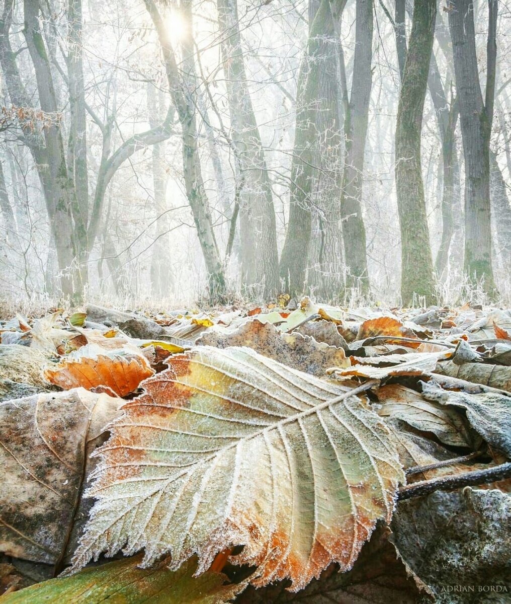 Замерзшие листья