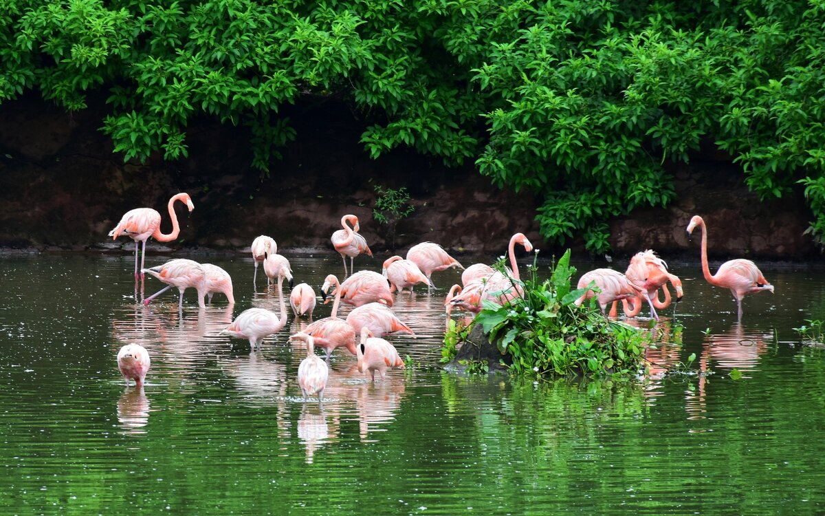 В парке обитают те самые розовые фламинго
