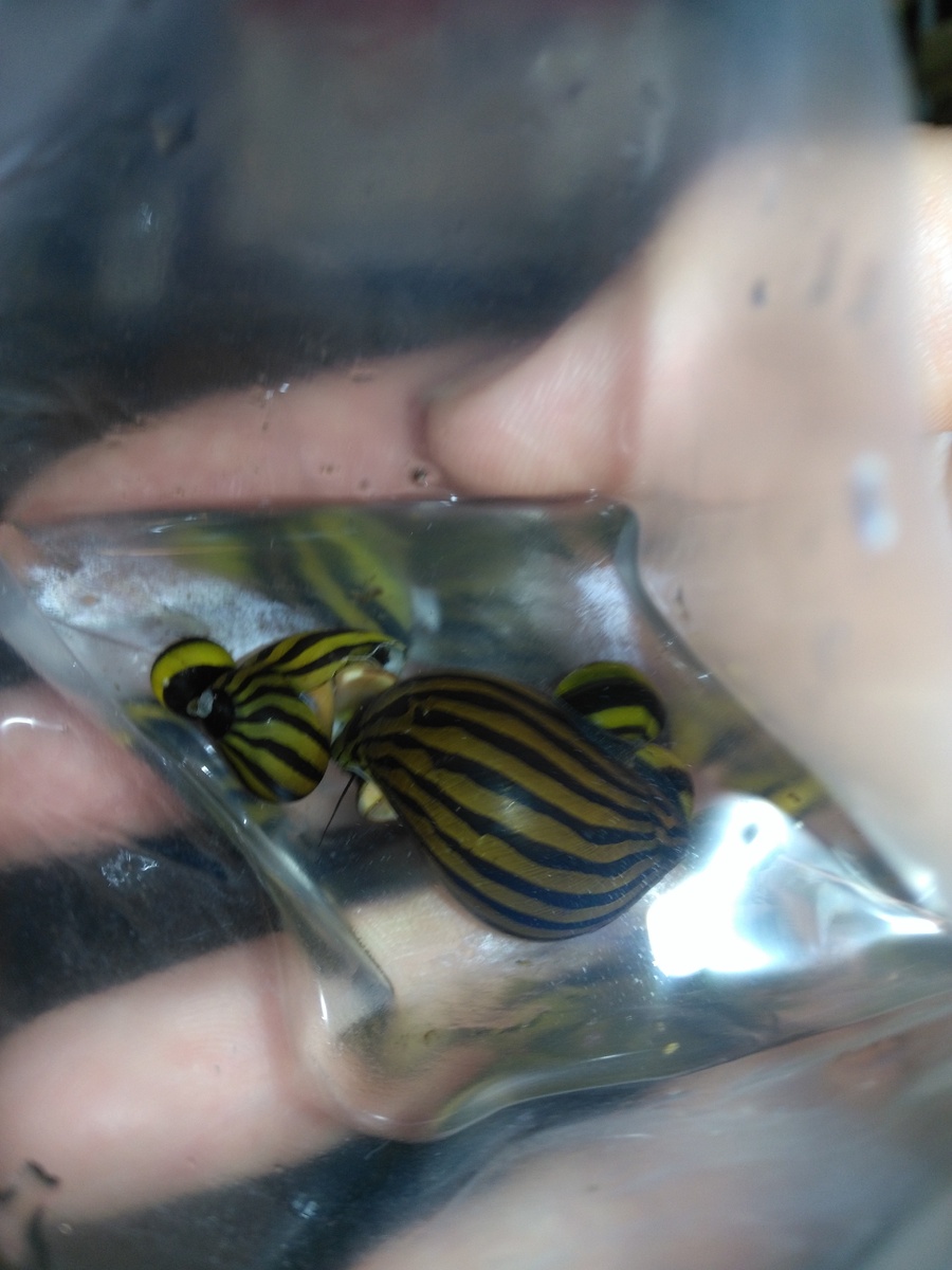 улитки перед погружением в аквариум