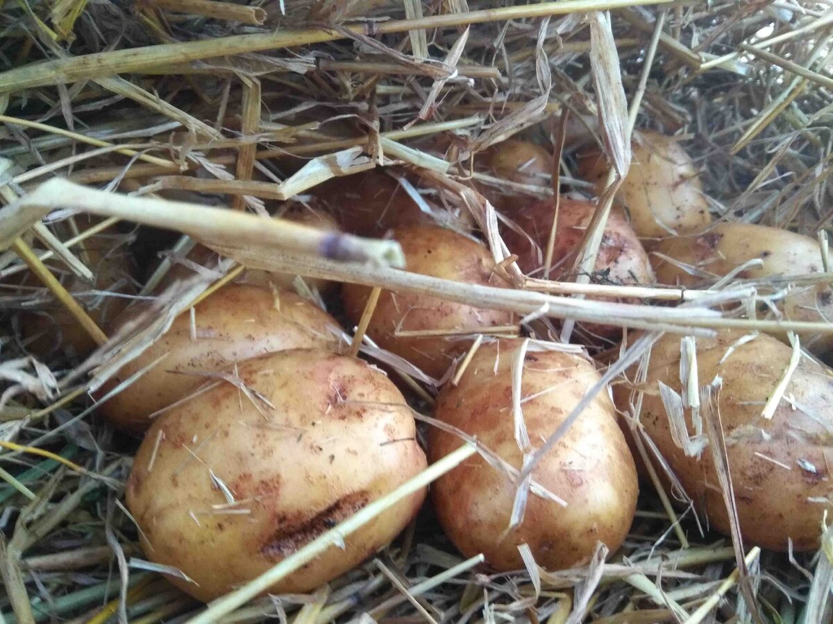 Картошка под соломой.