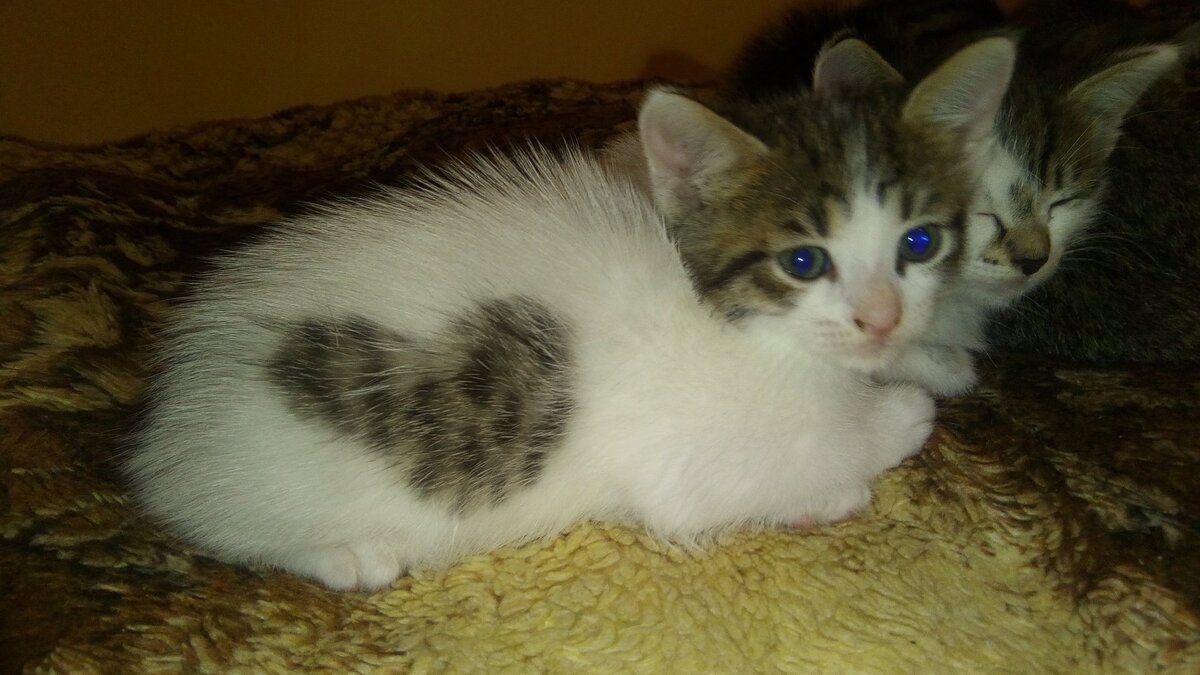 Котёнок с рисунком сердечка