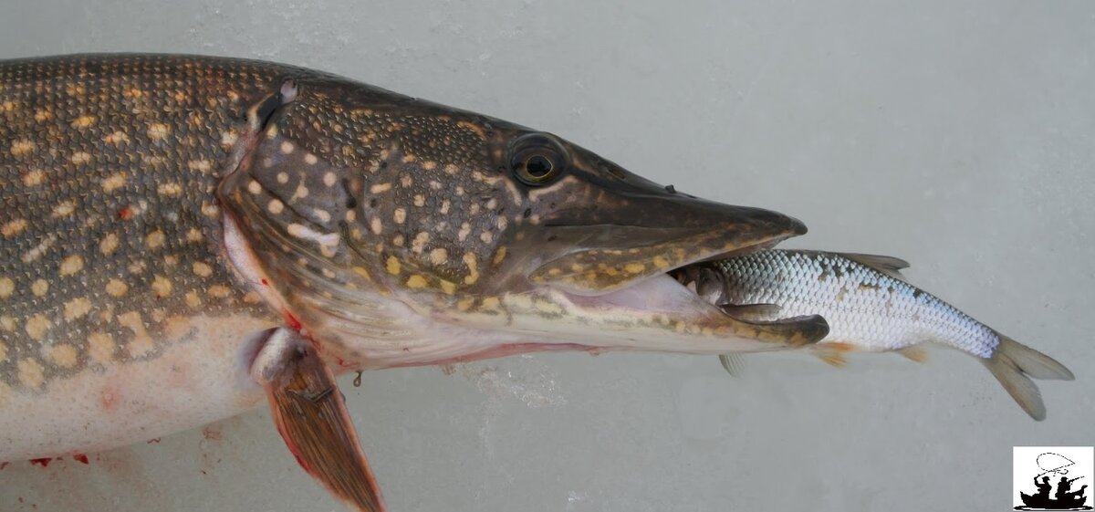 Живец для щуки