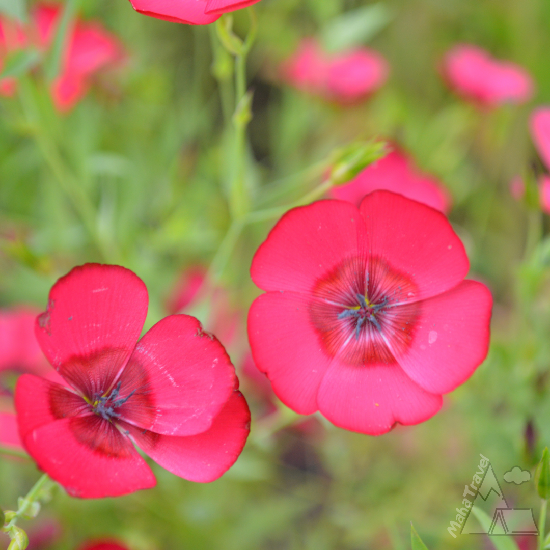 Ботанический сад