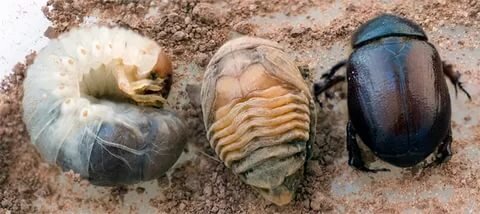 Стадии развития жука.