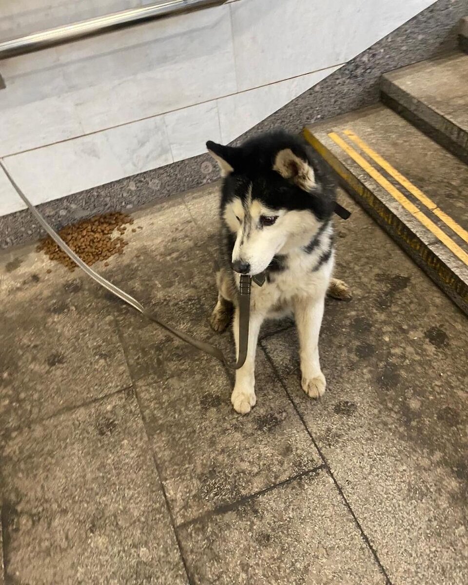 Брошенный хаски в метро. Хозяин оставил ему горсть сухого корма. Фото: «Хаски Хэлп»