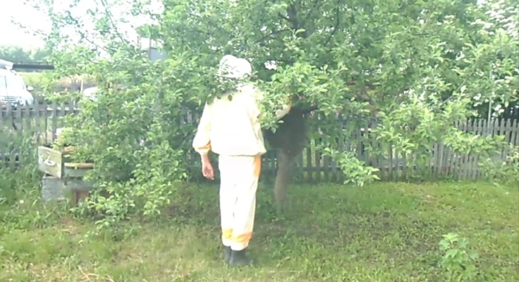 Снимаем рой. Фото автора.