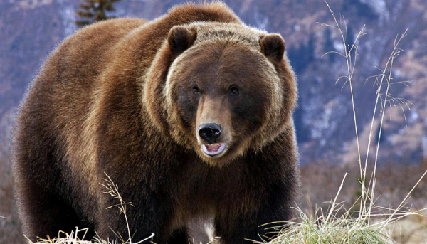 добавлено с сайта:https://livebla.com/medvedi-grizli-eto-stoit-znat/