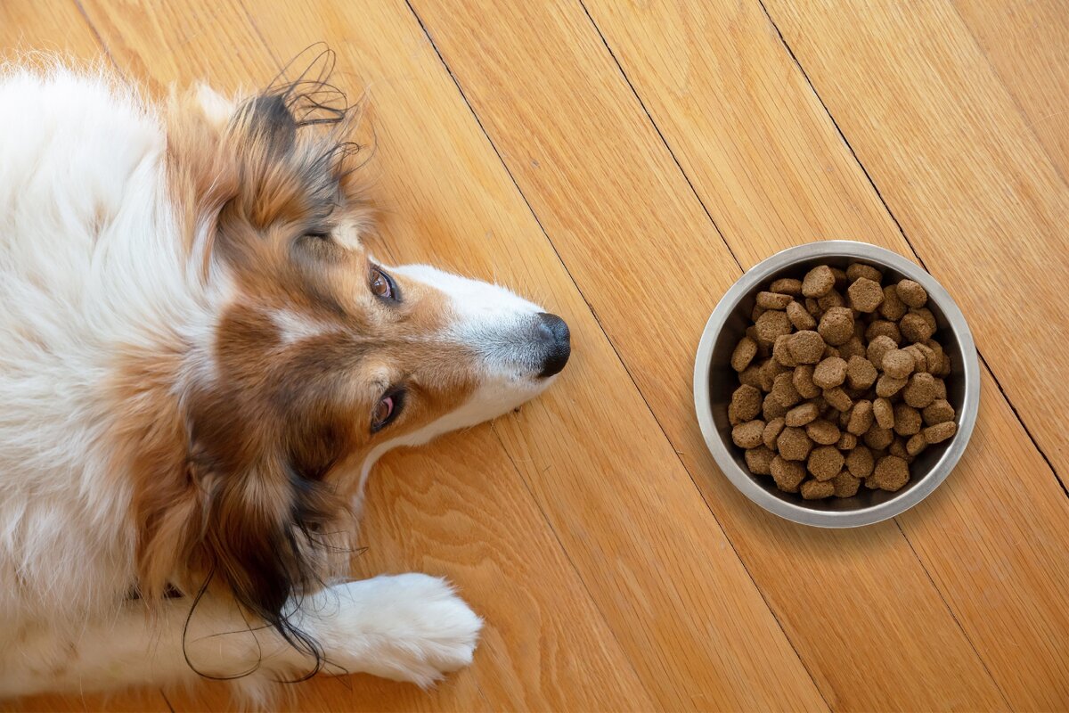 Que hacer si mi perro no quiere comer