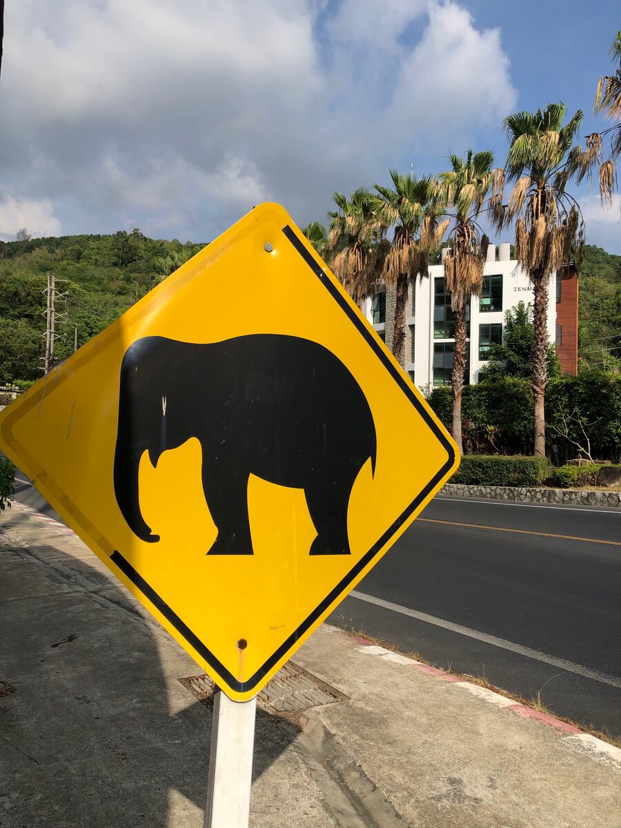 аккуратней слоны идут