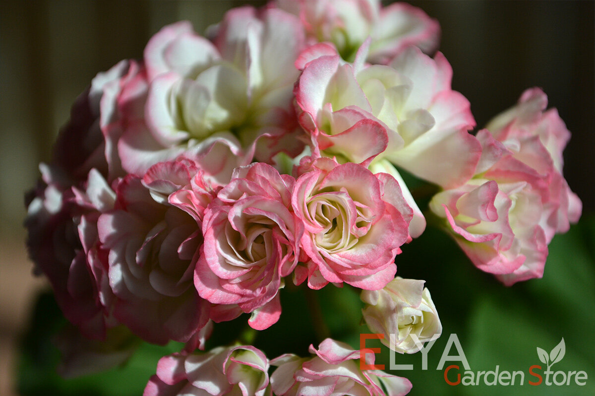 Фото с сайта Алиэкспресс https://aliexpress.ru/item/1005002335758033.html?spm=a2g0s.9042311.0.0.687433ed4Znyff&_ga=2.189180195.980230943.1616826034-236771543.1616647323&sku_id=12000020151702747